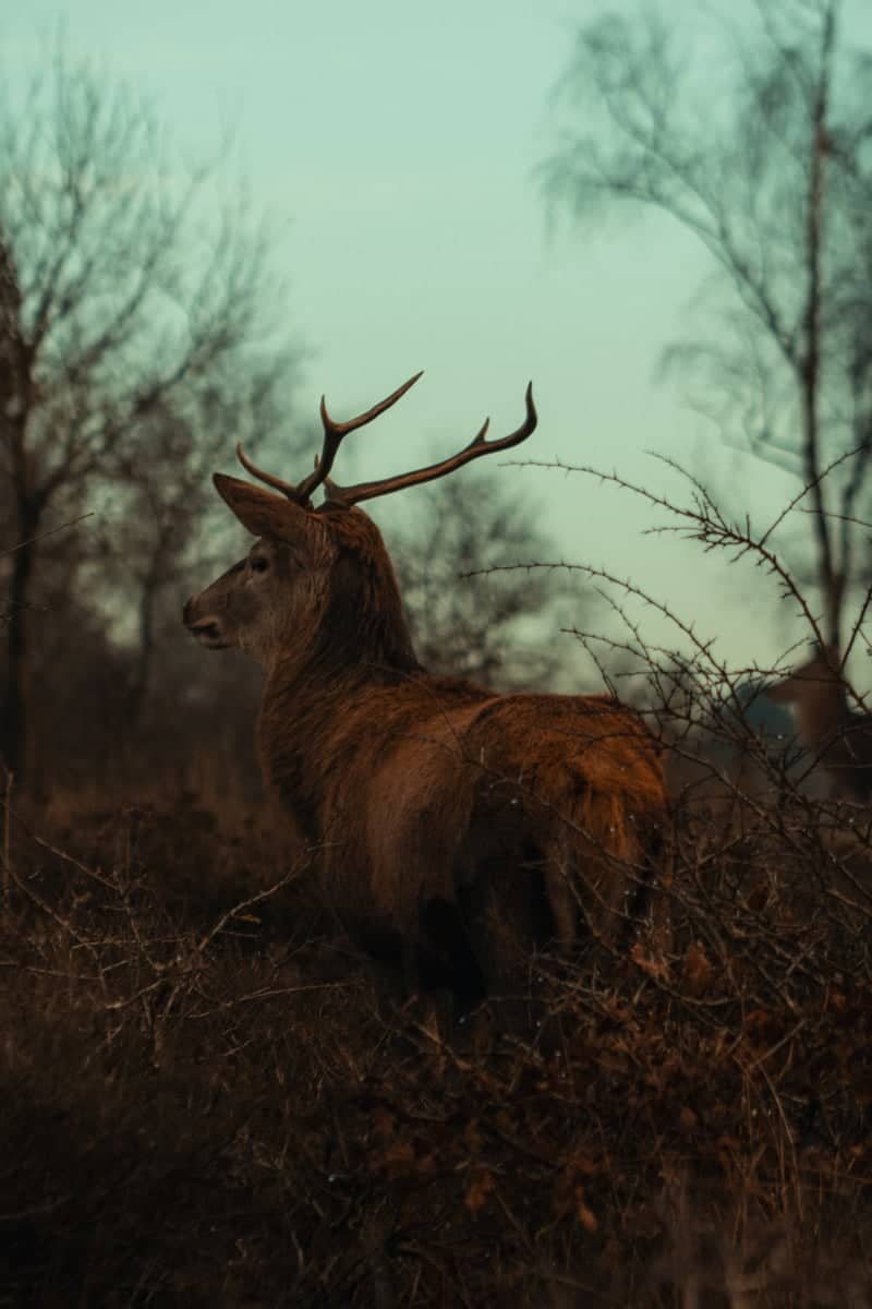 Cannock Chase Forest - Image 1