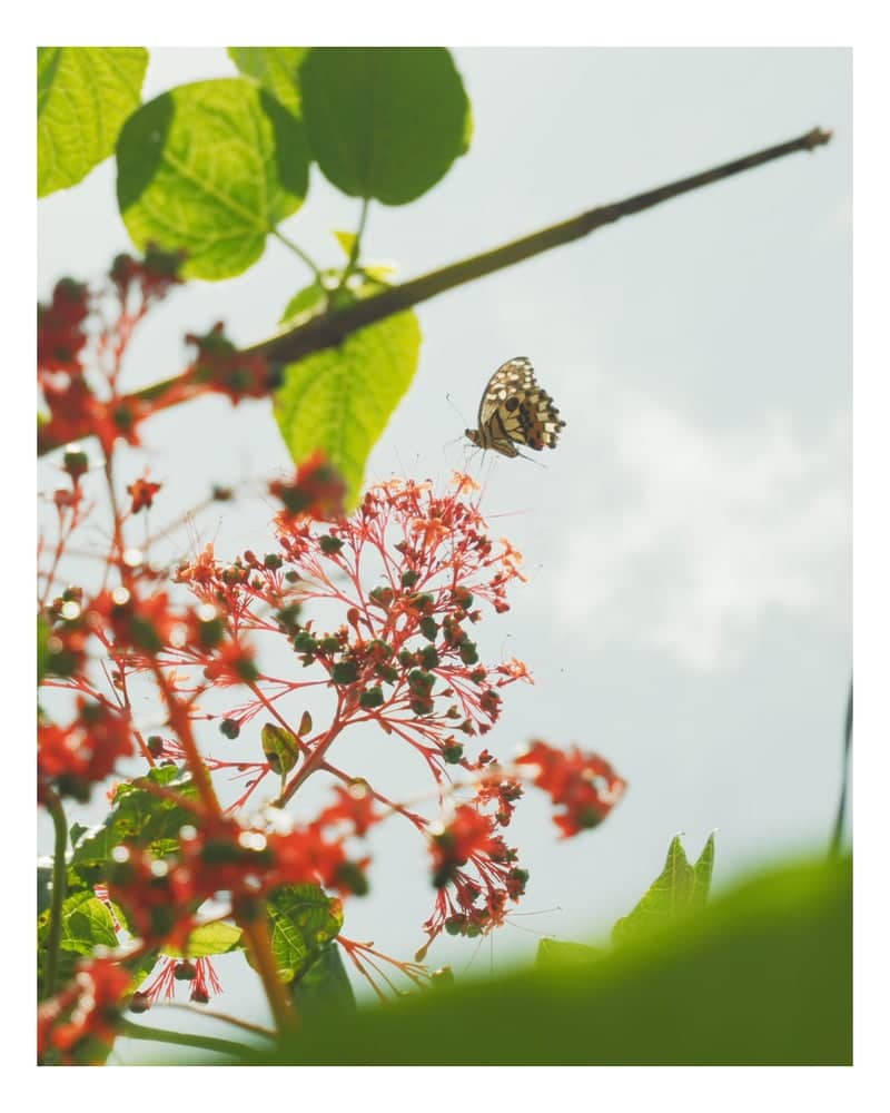 Lipa Garden Macro Spot - Image 1