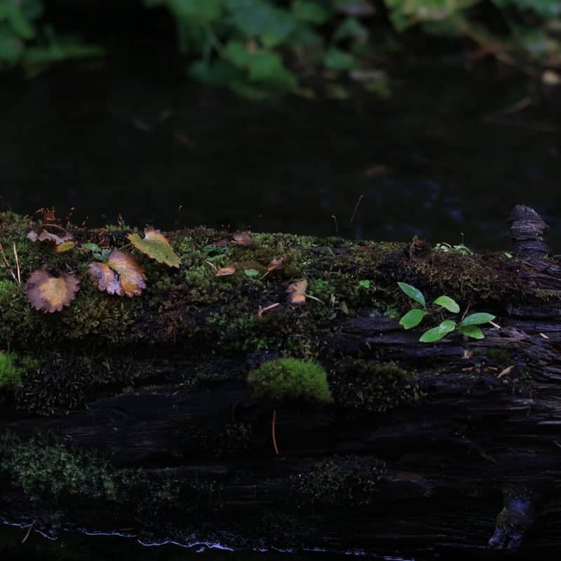 Roaring Fork River Forest Floor - Image 1