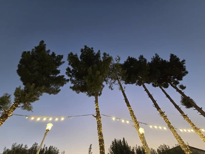 Qaliasan Park Pine Trees - Image 1