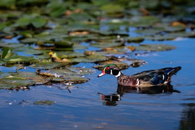 Burnaby Lake Regional Park - Image 1