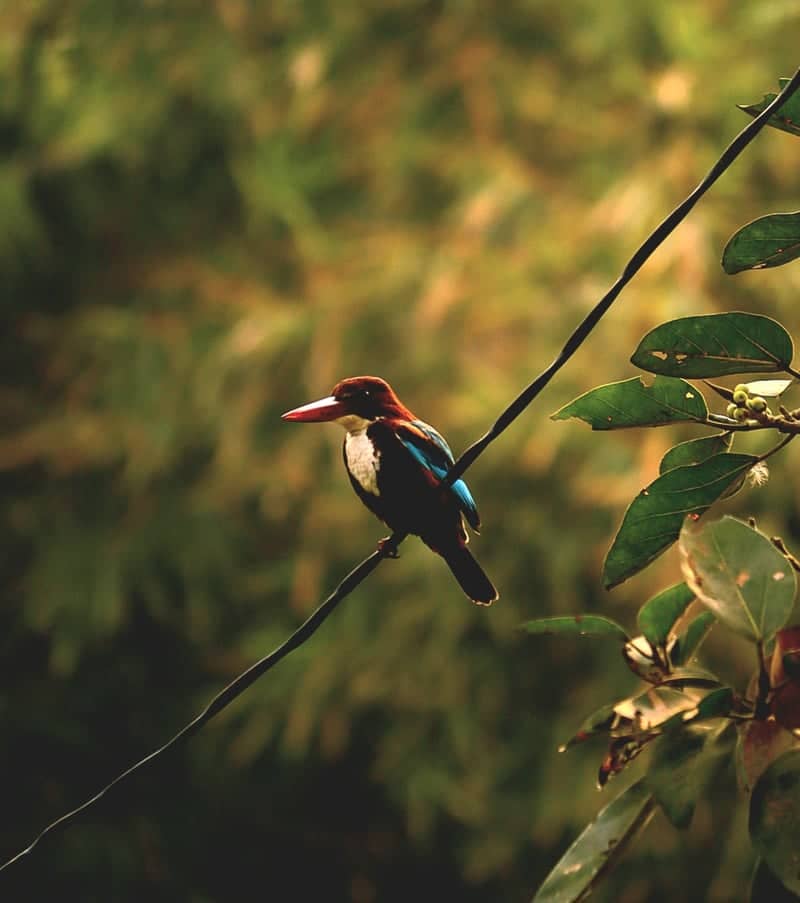 Cuttack Greenbelt Wildlife Spot - Image 1