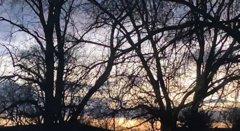 Rosedale Street Tree Silhouettes - Image 1