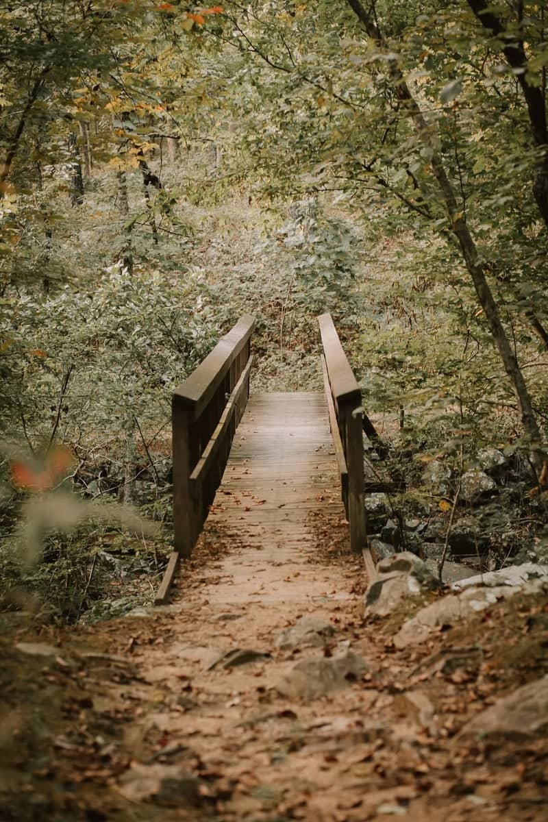 Canyon Road Forest Bridge - Image 1