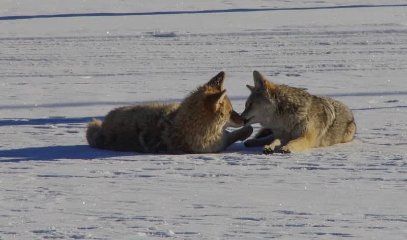 Edmonton River Valley Wildlife - Image 1