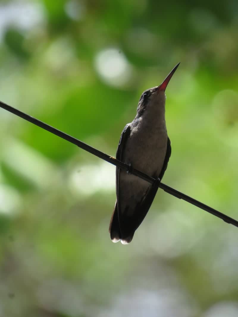 Roatán Wildlife Observation - Image 1