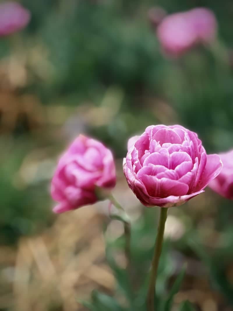 Monmouth Garden Blooms - Image 1