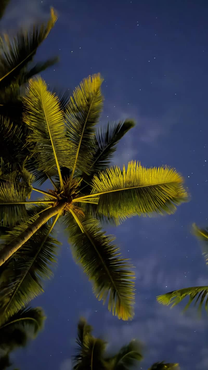 Puerto Plata Palm Nightscape - Image 1