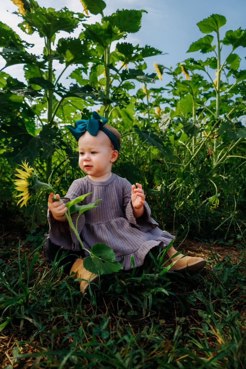 Delozier Sunflower Field - Image 1