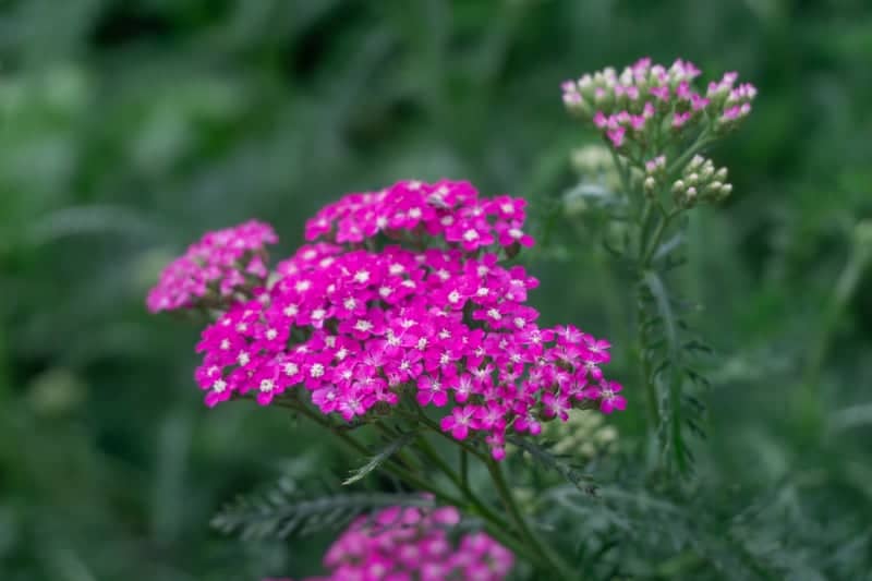 Columbus Park of Roses - Image 1