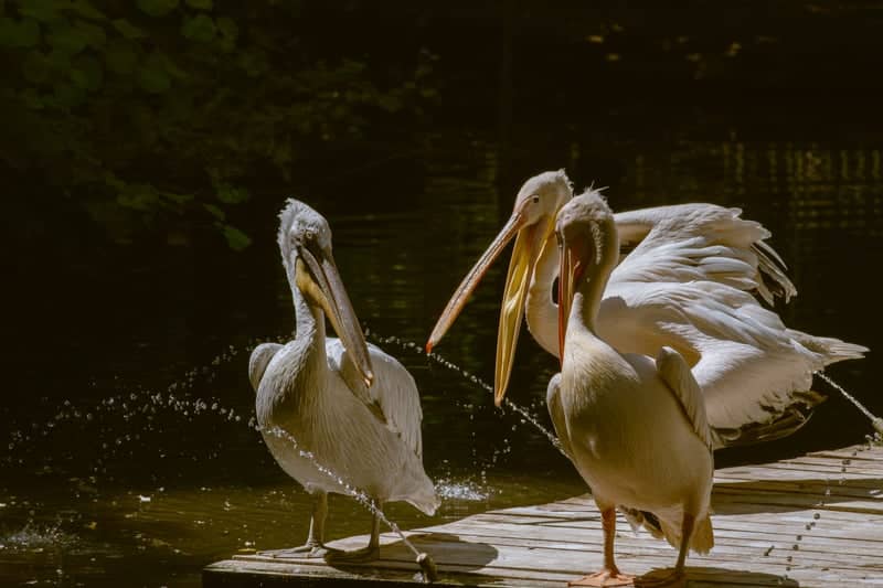 Pelican Dock at Avren - Image 1