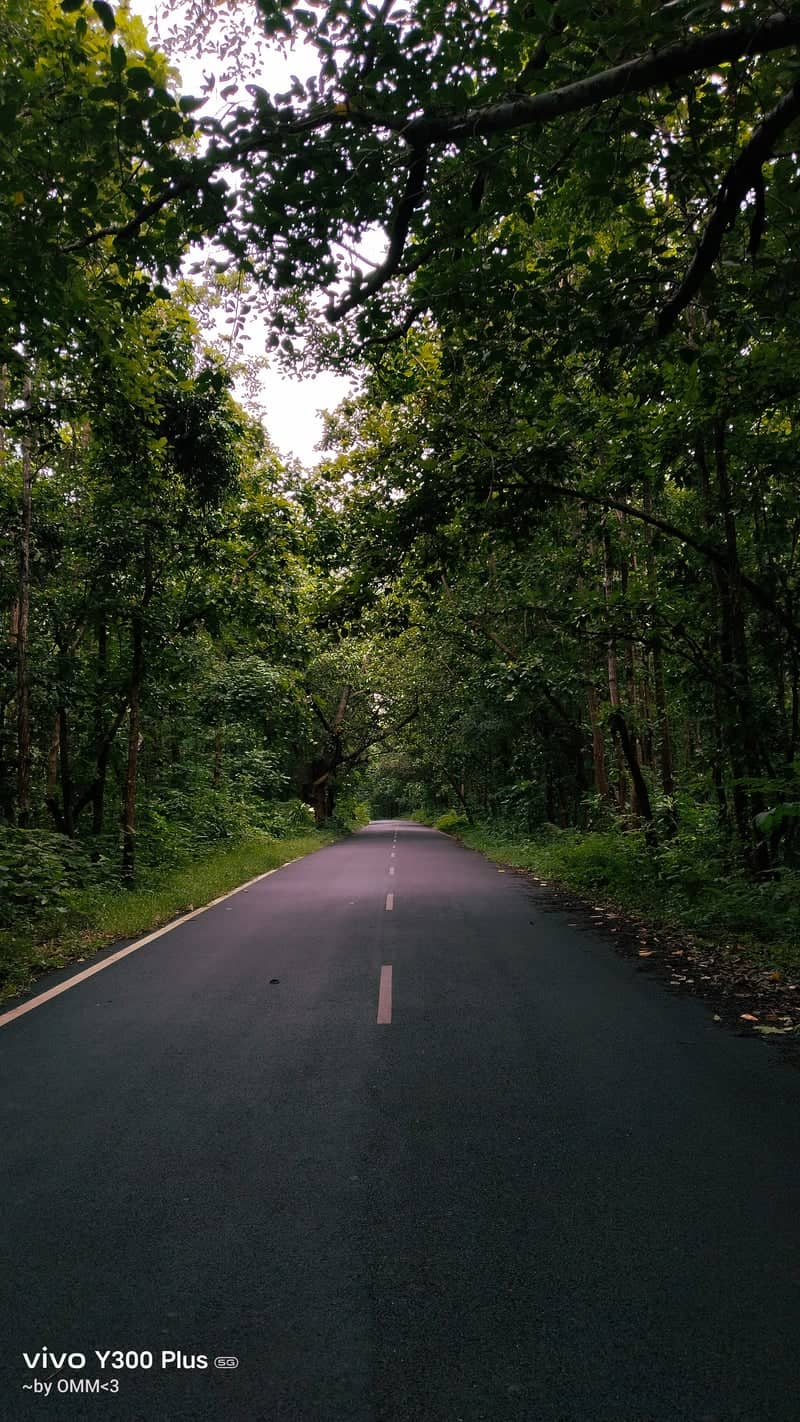 Bhanjanagar Forest Canopy Road - Image 1