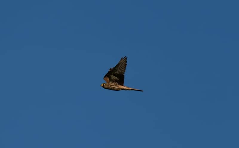 Ehrendingen Wildlife Overlook - Image 1
