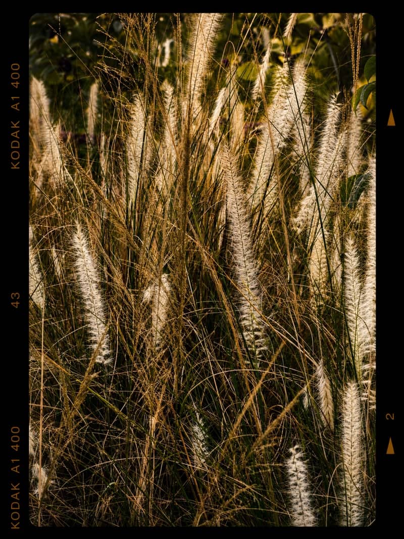 Bergeron Rodeo Grounds - Image 1