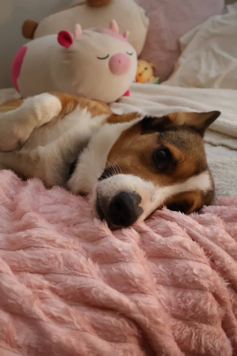 Cozy Indoor Pet Portrait Spot - Image 1