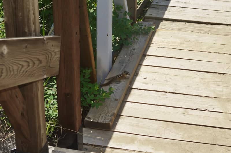 Chief Whitecap Park Trail - Image 4