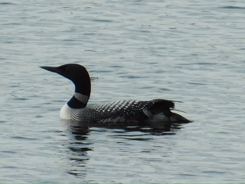 Swan River Forest Macro - Image 3