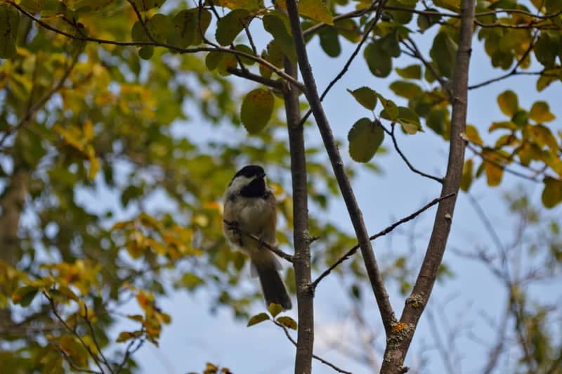 Chief Whitecap Park Trail - Image 1
