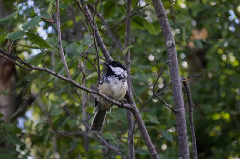 Chief Whitecap Park Trail - Image 5