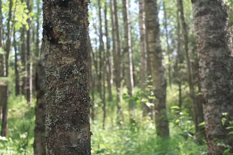 Wasilla Birch Forest - Image 1