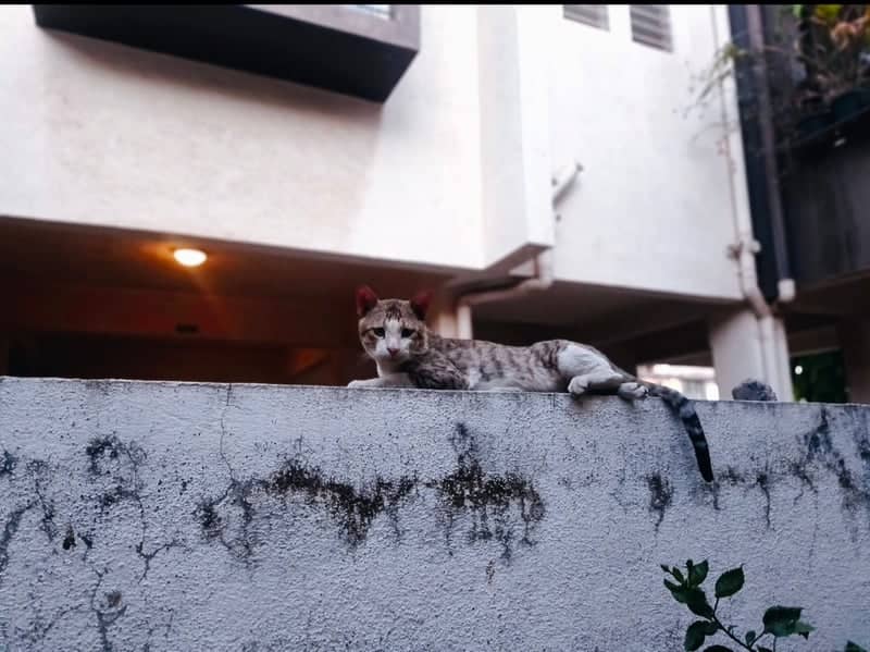 Dindori Road Urban Scene - Image 1