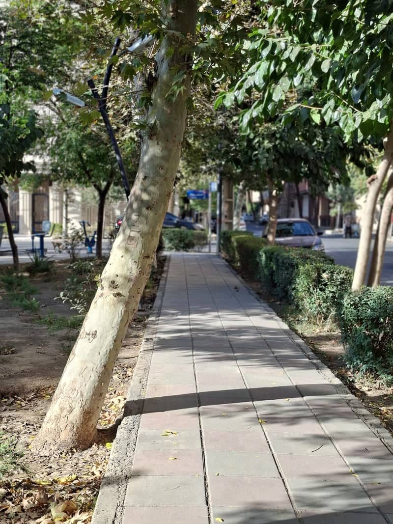 Jahanshahr Tree-Lined Walkway - Image 1