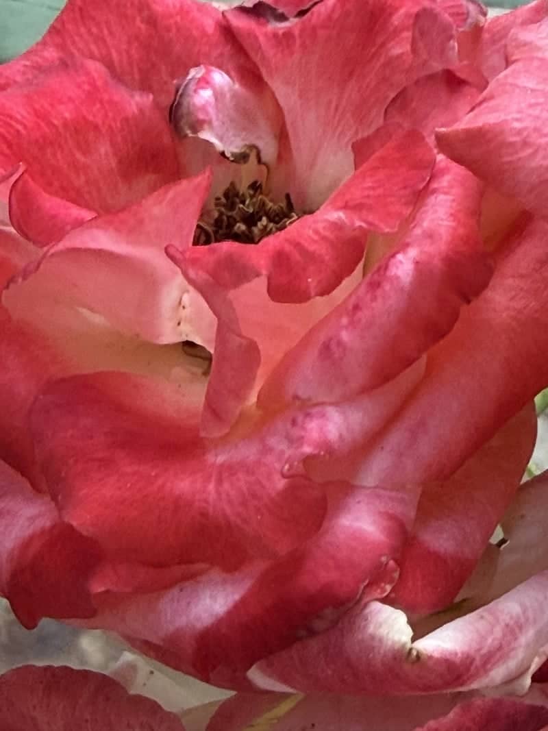 Sweetbay Garden Blooms - Image 1