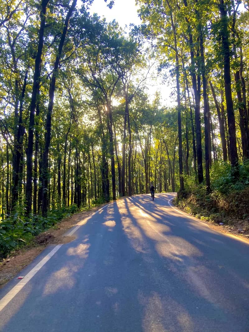 Sahastradhara Road Forest Drive - Image 1