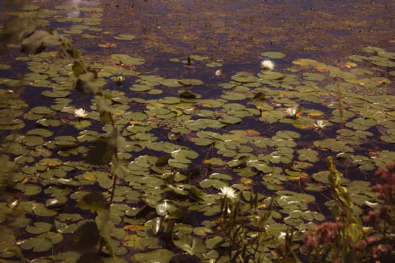 Oregon Road Lily Pond - Image 1