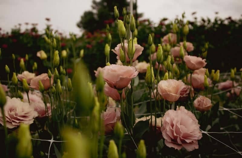 The Flower Mill Garden - Image 1