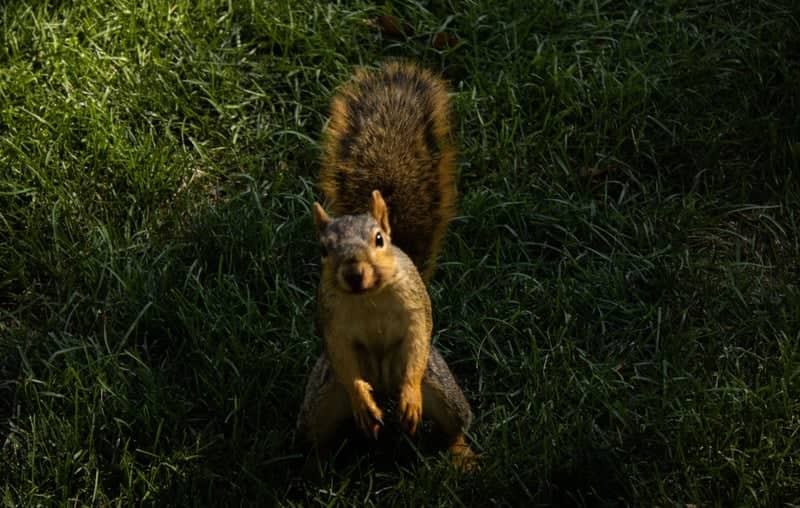 McKennan Park - Image 1