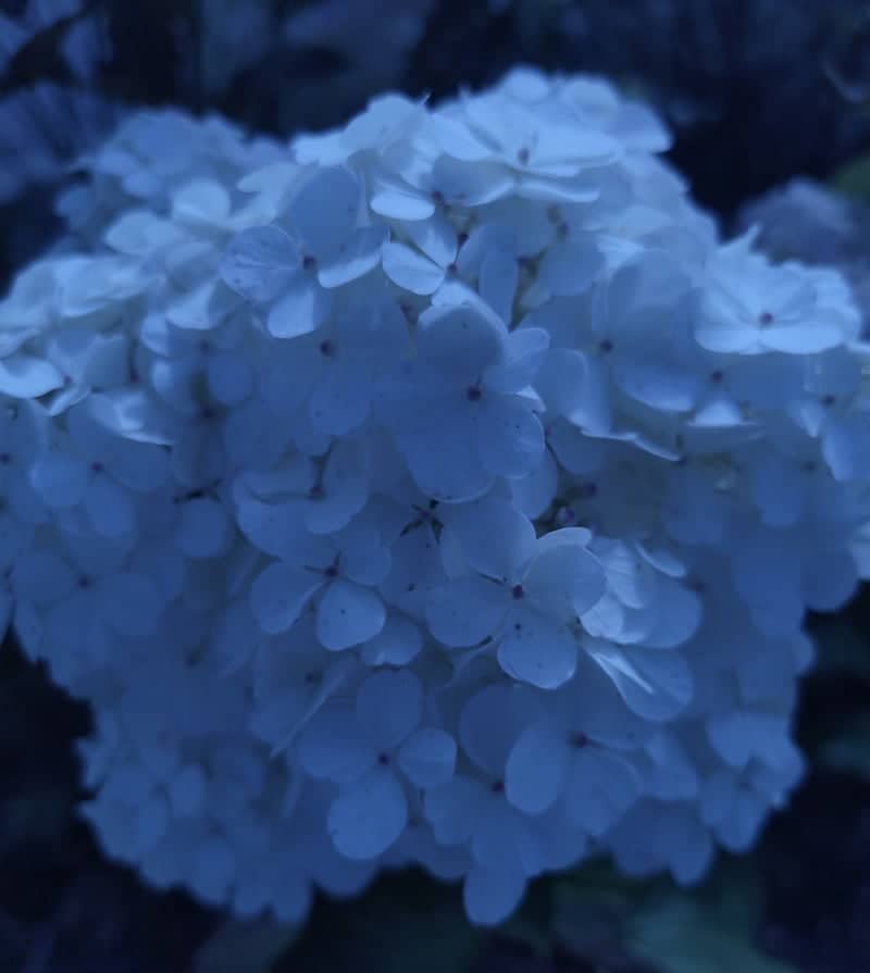 Sierpc Garden Blooms - Image 1
