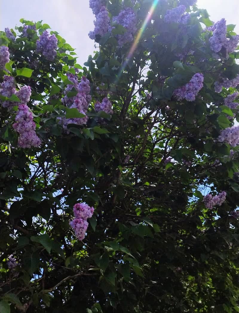 Sierpc Lilac Garden - Image 1
