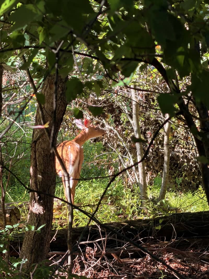 Sand Springs Forest Edge - Image 1