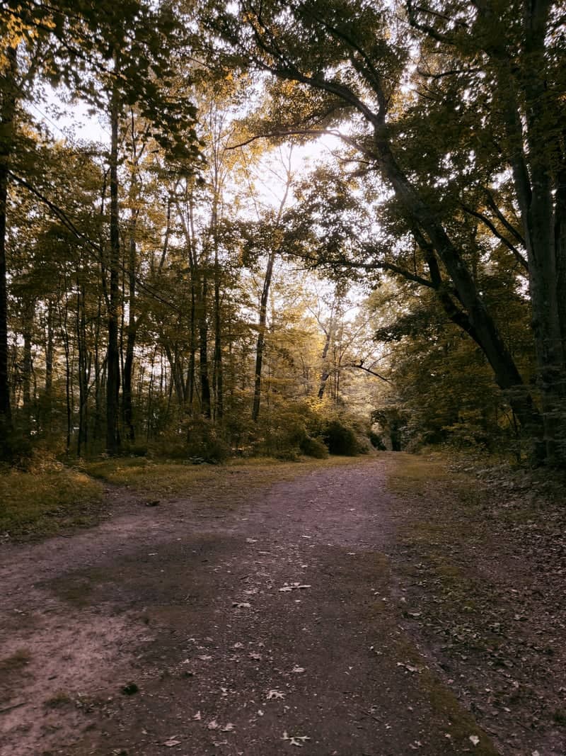 Carverton Road Woodland Trail - Image 1