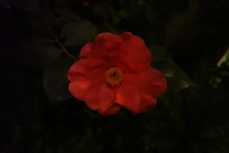 Broomall Garden Blooms - Image 1