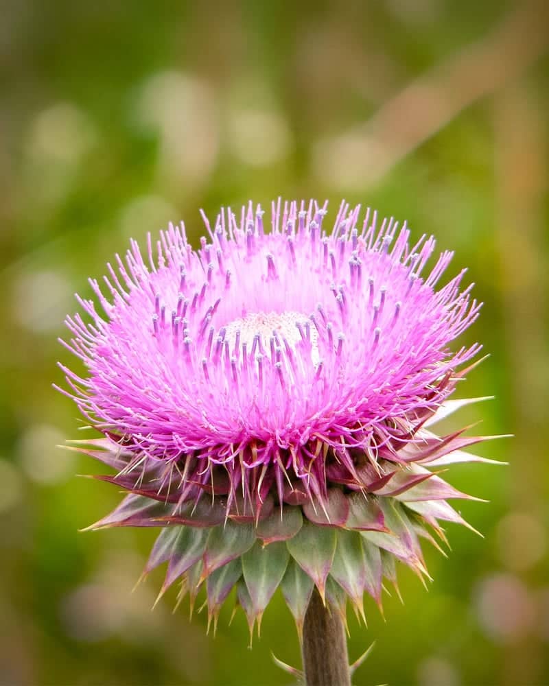 Bolivian Altiplano Wildflowers - Image 1