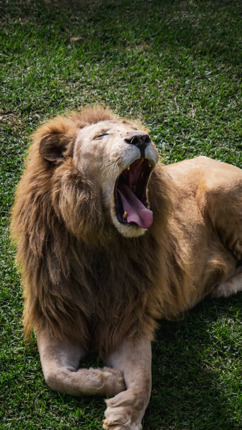 Cango Wildlife Ranch - Image 1