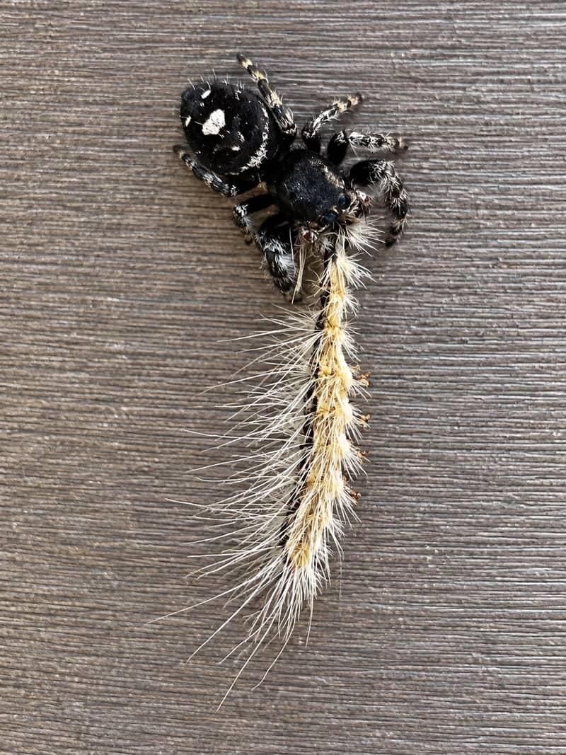 Norman Garden Macro Spot - Image 1