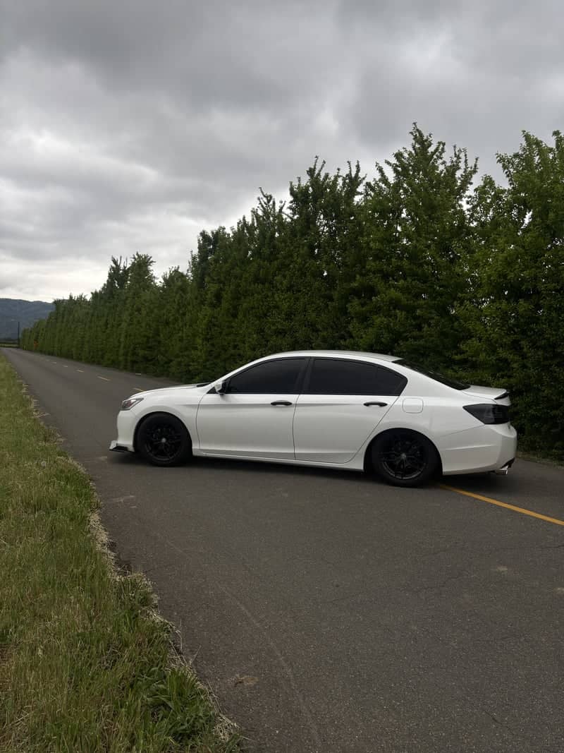Ruddick Cunningham Road Tree Line - Image 1