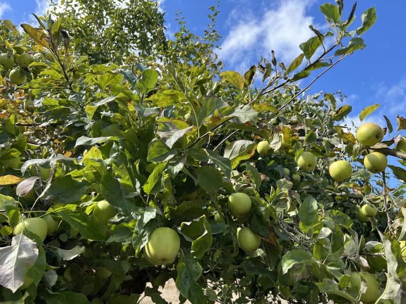 Curran Apple Orchard Park - Image 1