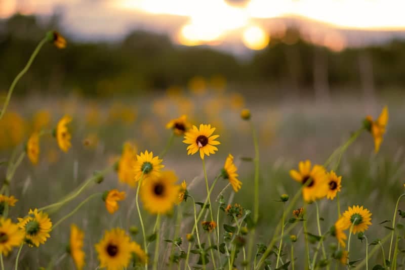 Comanche National Grassland - Image 1