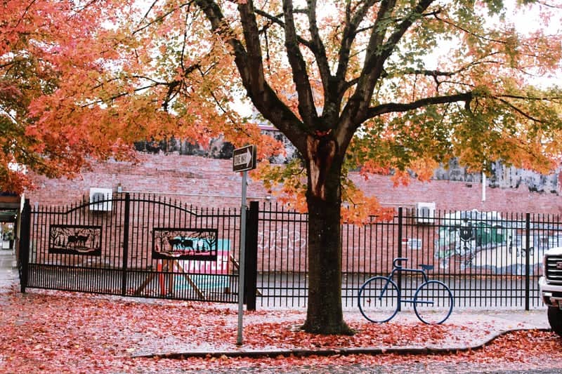 Centralia College Autumn Streetscape - Image 1