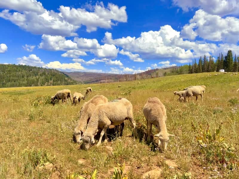 Uinta Mountains Alpine Meadow - Image 1