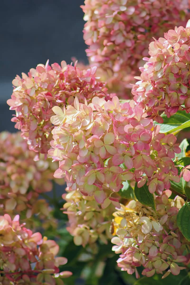 Ridgeview Garden Blooms - Image 1