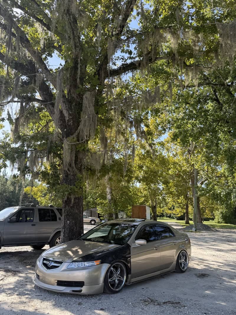 Spanish Moss Grove at Rocky Point - Image 1