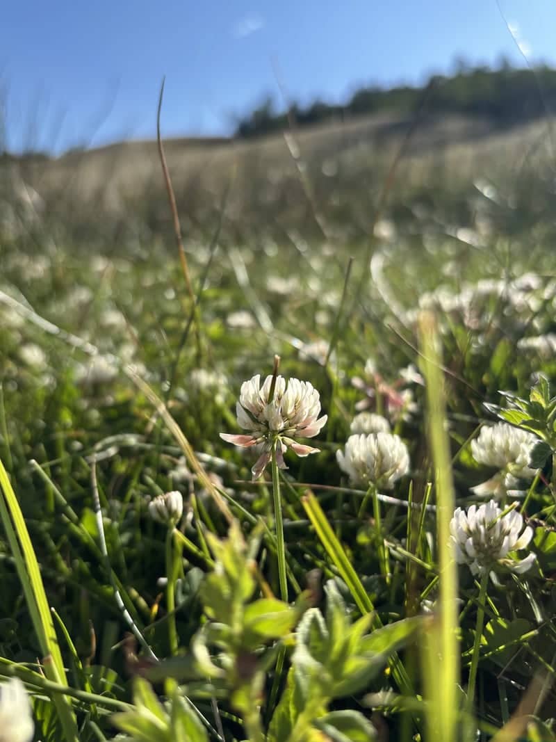 Hartsel Prairie Meadows - Image 1