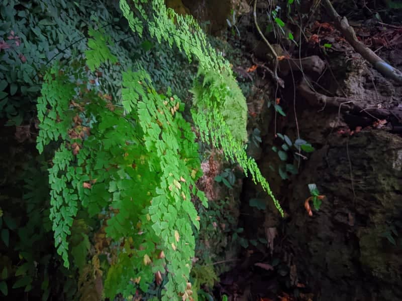 Tropical Fern Wall, Dumanjug - Image 1