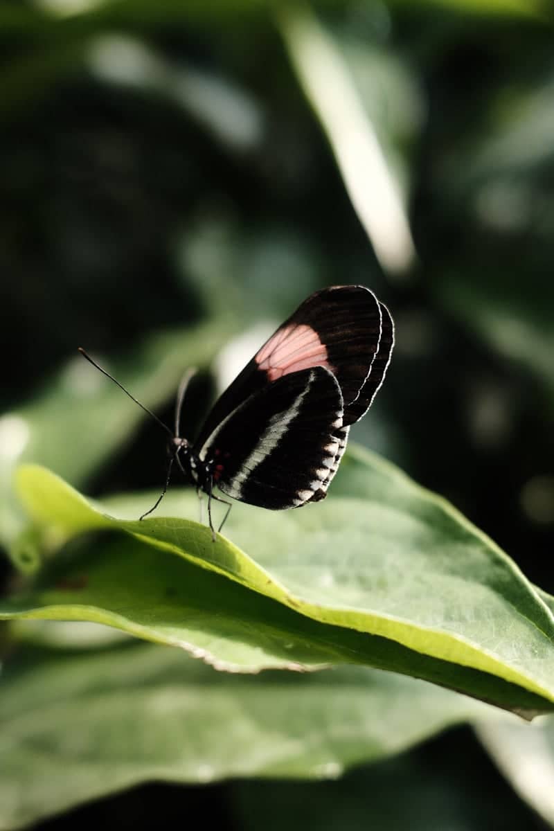 Papiliorama - Image 1