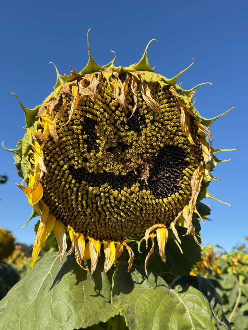Beaverton Sunflower Garden - Image 1